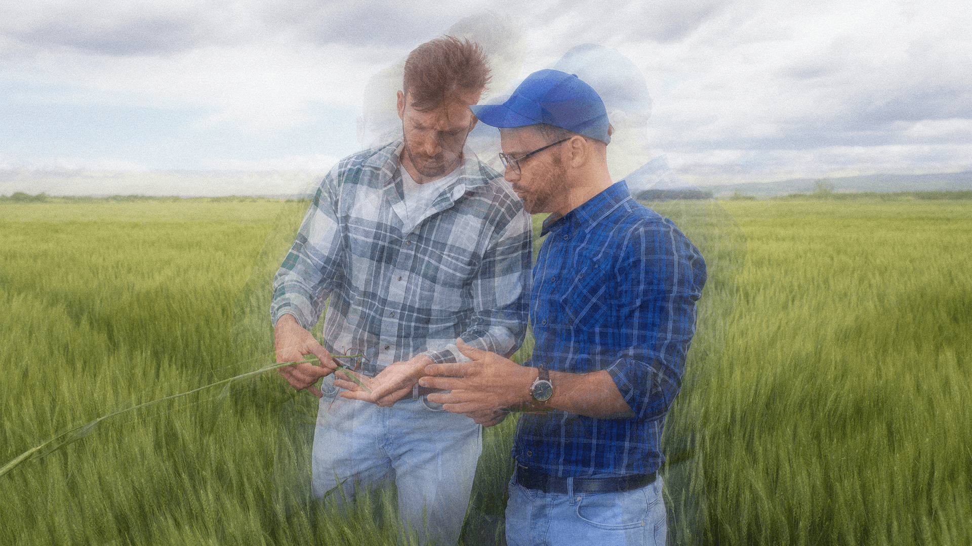 Two agronomists inspecting a crop and discussing growth conditions in a field.